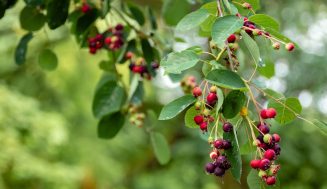 How To Identify Elderberry