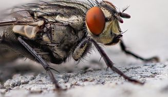 How To Identify Flies