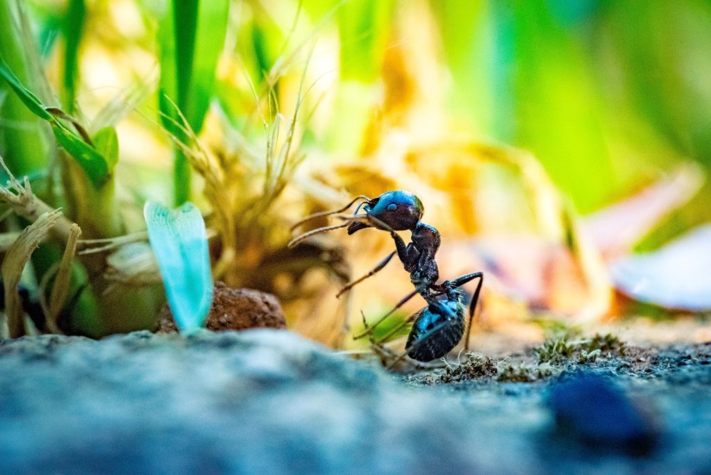 close up photo of black ant in front of plant