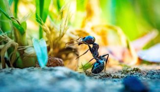 How To Identify Garden Bugs