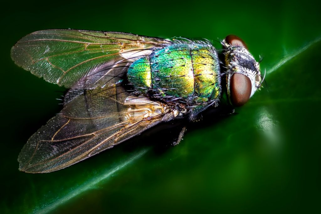 closeup photography of blue and green fly