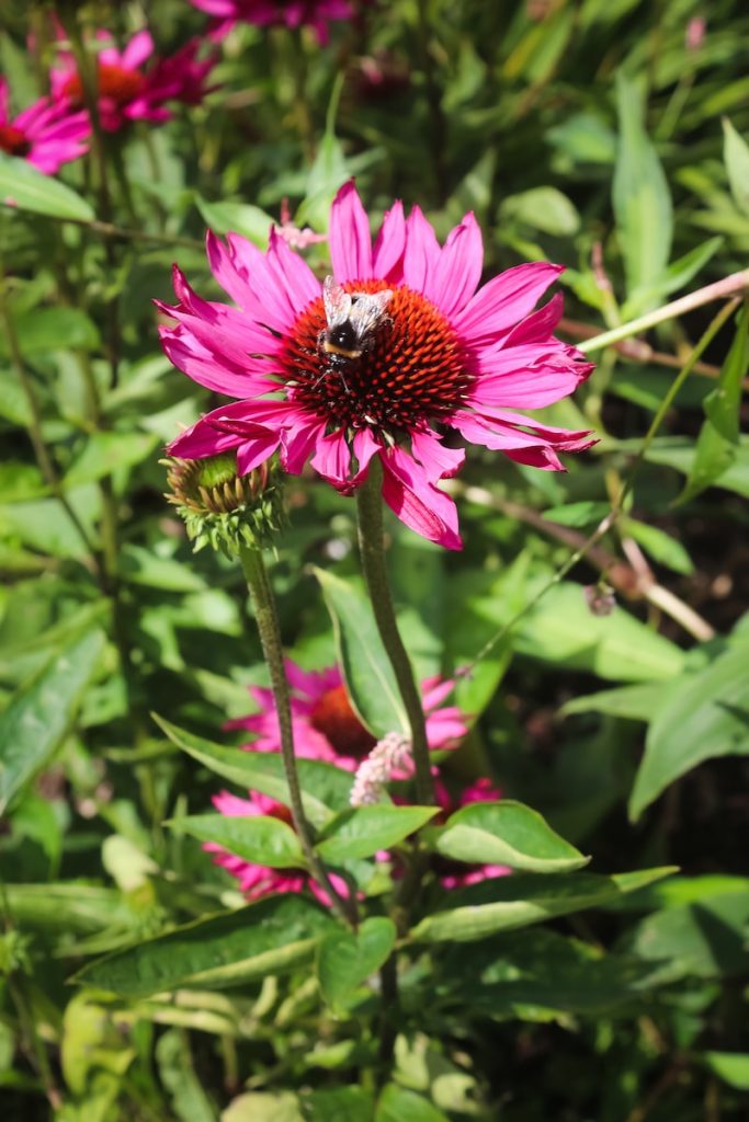 pink flower with black and yellow bee